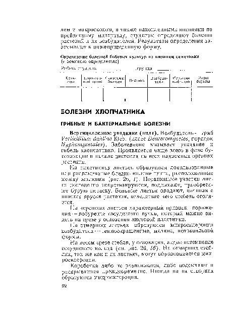 На косом срезе стебля, у основания, видно потемнение сосудистого кольца (см. рис. 26, 16). На отмерших стеблях, так же как и на листьях, могут образовываться микросклероции.