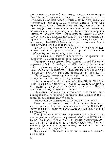 Задание 2. Описать и зарисовать микроскопическое строение возбудителя по препарату.