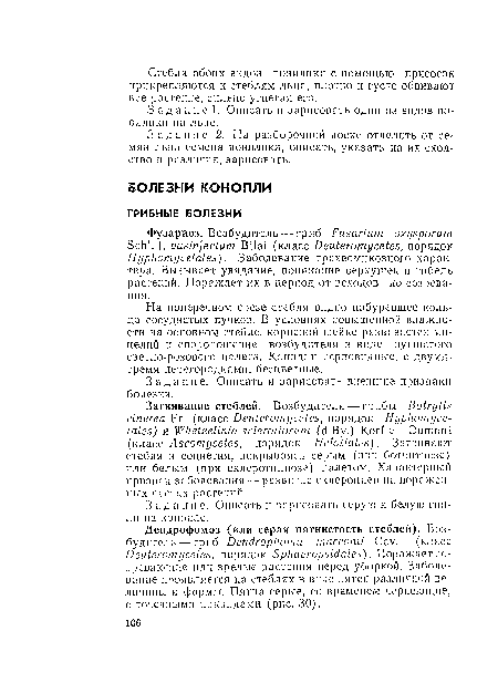 На поперечном срезе стебля впдпо побуревшее кольцо сосудистых пучков. В условиях повышенной влажности па основном стебле, корневой шейке развивается мицелий и споропошение возбудителя в виде пушистого светло-розового налета. Конидии серповидные, с двумя-тремя перегородками, бесцветные.