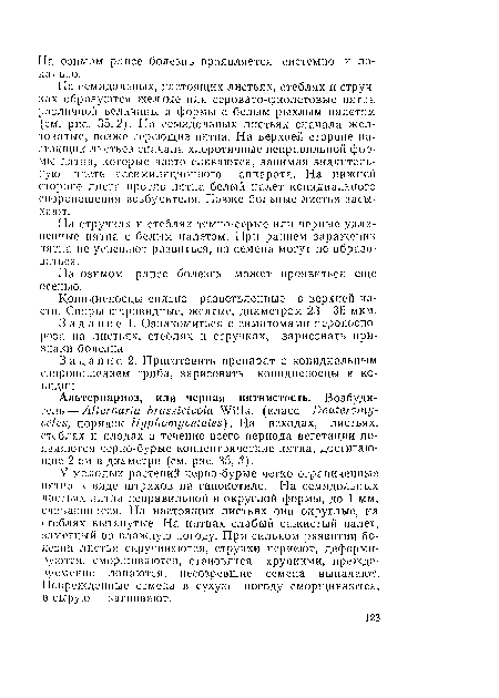 На стручках и стеблях темпо-серые или черные удлиненные пятна с белым налетом. При раннем заражении пятна не успевают развиться, по семена могут не образоваться.