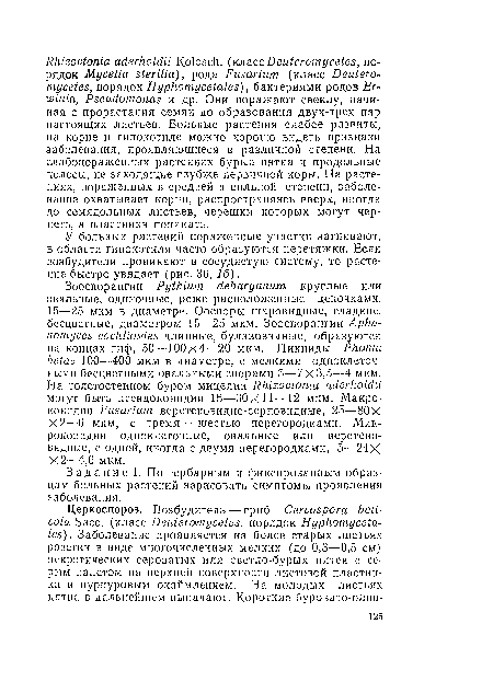 Задание 1. По гербарным и фиксированным образцам больных растений зарисовать симптомы проявления заболевания.