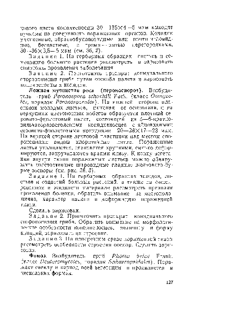 Задание 1. На гербарных образцах всходов, листьев и соцветий больных растений, а также на фиксированном в жидкости материале рассмотреть признаки проявления болезни, обратить внимание на местоположение, характер налета и деформацию пораженной ткани.