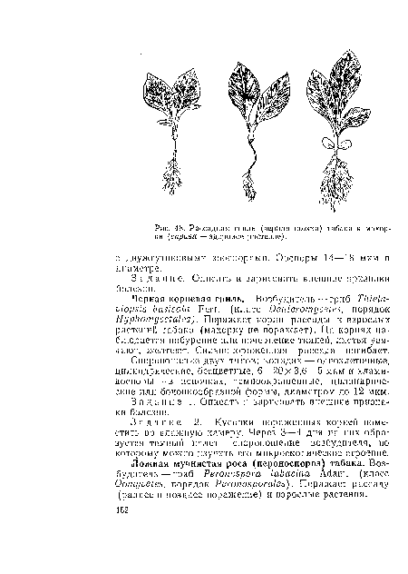 Задание 1. Описать и зарисовать внешние признаки болезни.