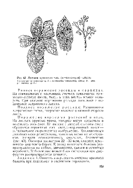 Раннее поражение рассады в пар н и к а х. На семядольных и настоящих листьях появляются желтовато-зеленые пятна, ткань в этих местах может отмирать. При сильном поражении рассада загнивает с выделением неприятного запаха.