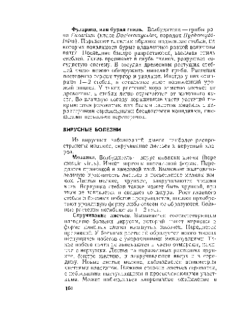 Мозаика. Возбудитель — вирус мозаики хмеля (hope mosaic virus). Имеет вирионы нитевидной формы. Передается прививкой и хмелевой тлей. Вызывает желтовато-зеленую крапчатость листьев и посвстлепие мелких жилок. Листья мелкие, хрупкие, закручиваются краями вниз. Верхушка стебля также может быть хрупкой, прп этом не завивается и спадает со шнура. Рост главного стебля и боковых побегов прекращается, шишки приобретают уродливую форму либо совсем пе образуются. Больные растения погибают за 1—2 года.