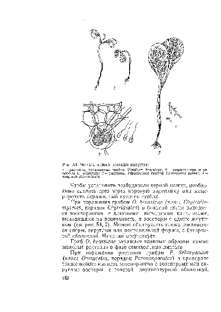 Гриб О. brassicae заражает главным образом самые молодые растения в фазе семядольных листьев.