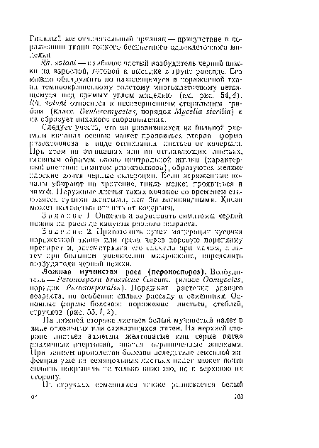 Задание 2. Приготовить путем мацерации кусочка пораженной ткапи или среза через коровую парепхиму препарат и, рассматривая его сначала при малом, а затем при большом увеличении микроскопа, определить возбудителя черной ножки.