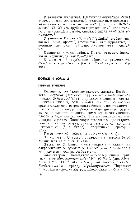 Задание 1. Описать п зарисовать симптомы белой пятнистости на листьях томата.