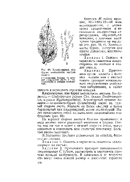 Конидии М. эоЫт крупные, 90—140X12—20 мкм, многоклеточные, с двумя-тремя продольными и несколькими поперечными перегородками, обратнобулавовидные, с длинным вытянутым придатком на вершине (см. рис. 59, 4). Коиидие-носцы бурые, согнутые или слегка узловатые, многоклеточные.