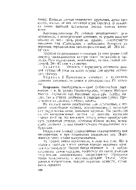 Половое спороношение — ооспоры (в этой форме гриб зимует) закладываются внутри ткани пораженного растения. Они шаровидные, желтоватые, со складчатой оболочкой, 34—43 мкм в диаметре.