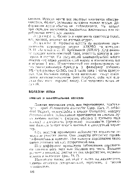 При местном проявлении заболевания поражены отдельные участки листа. Они покрыты обильным серовато-фиолетовым налетом. Под налетом пораженная ткань имеет желтоватый или хлоротичный вид.