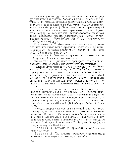 Копидиепосцы P. destructor дихотомически разветвленные, конечные ветви дуговидно изогнутые. Конидии яйцевидные, серовато-фиолетовые, крупные — 35—60Х Х22—35 мкм (см. рис. 74, 2).