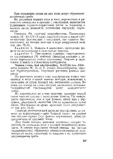 На корнеплодах во время хранения признаки черной шили внешне сходны с признаками фомоза. На поверхности корнеплода, как и при фомозе, сбоку или с верхушки, образуются сероватые слегка вдавленные сухие пятна. Постепенно во время хранения пятна углубляются (см. рис. 78, 4).