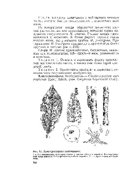 Споры М. cinerea одноклеточные, бесцветные, овальные или лимоновидные, 9,5—12X6—9 мкм, развиваются в цепочках.