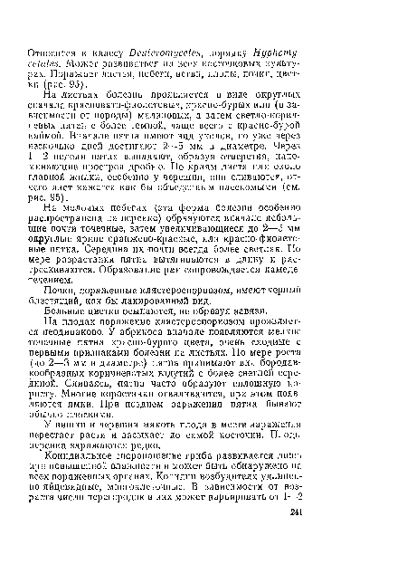 На листьях болезнь проявляется в виде округлых сначала красновато-фиолетовых, красно-бурых или (в зависимости от породы) малиновых, а затем светло-коричневых пятен с более темной, чаще всего с красно-бурой каймой. Вначале пятна имеют вид уколов, по уже через несколько дней достигают 2—5 мм в диаметре. Через 1—2 педели пятна выпадают, образуя отверстия, напоминающие прострел дробью. По краям листа или около главной жилки, особенно у черешни, они сливаются, отчего лист кажется как бы объеденным насекомыми (см. рис. 95).