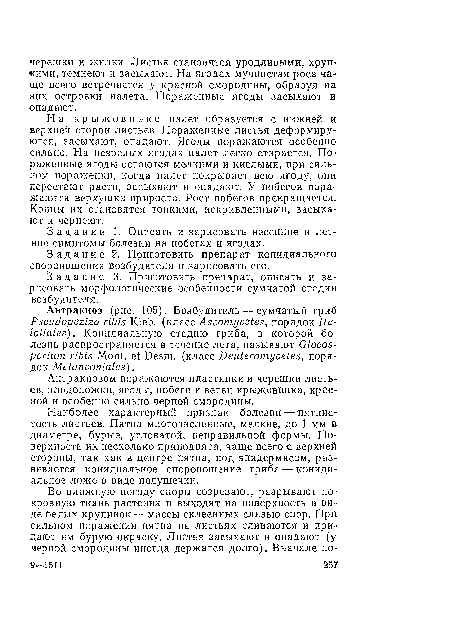 На крыжовнике налет образуется с нижней и верхней сторон листьев. Пораженные листья деформируются, засыхают, опадают. Ягоды поражаются особенно сильно. На незрелых ягодах налет легко стирается. Пораженные ягоды остаются мелкими и кислыми, при сильном поражении, когда налет покрывает всю ягоду, они перестают расти, засыхают и опадают, У побегов поражаются верхушки прироста. Рост побегов прекращается. Концы их становятся тонкими, искривленными, засыхают и чернеют.