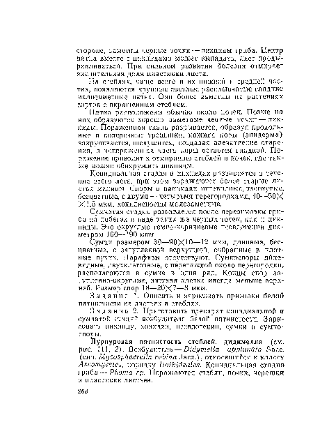 Пятна расположены обычно около почек. Позже на них образуются хорошо заметные черные точки — пикниды. Пораженная ткань разрывается, образуя продольные и поперечные трещинки, кожица коры (эпидерма) закручивается, шелушится, создавая впечатление старения, а непораженная часть коры остается гладкой. Поражение приводит к отмиранию стеблей и почек, где также можно обнаружить пикниды.