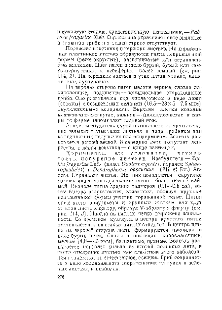 Поражает пластинки и черешки листьев. На пораженных пластинках листьев образуются пятна неправильной формы (реже округлые), расплывчатые или ограниченные жилками. Цвет пятен красно-бурый, бурый или тем-но-пурпуровый, к периферии более темный (см. рис. 114, 2). На черешках листьев и усах пятна мелкие, вдавленные, пурпуровые.