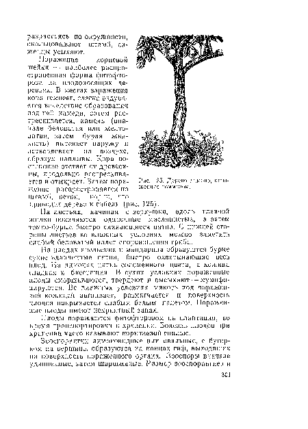 Поражение корневой шейки — наиболее распространенная форма фитофто-роза па плодоносящих деревьях. В местах заражения кора темнеет, слегка вздувается вследствие образования под пен камеди, затем растрескивается, камедь (вначале беловатая или желтоватая, затем бурая жидкость) вытекает наружу и затвердевает на воздухе, образуя наплывы. Кора постепенно отстает от древесины, продольно растрескивается и отмирает. Затем пора- Рис. 125. Дерево лимона, поражение распространяется на жоп нос гоммозом, штамб, ветви, корпи, что приводит дерево к гибели (рис. 125).