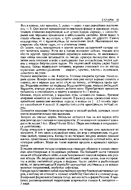 Осенью, перед отлетом, у взрослых птиц начинается линька, брачное оперение меняется на тусклое знмнее. В разгар зимы происходит одновременное выпадение маховых перьев, и птицы на 1 —1,5 месяца теряют способность к полету. К апрелю онн снова приобретают летний наряд.