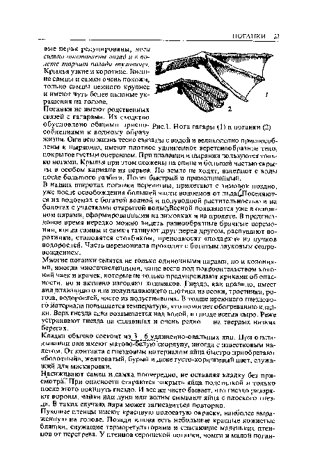 В наших широтах поганки перелетны, прилетают с зимовок поздно, уже после освобождения большей части водоемов от льда(1поселяют-ся на водоемах с богатой водной и полуволной растительностью и на болотах с участками открытой воды Весной появляются уже в основном парами, сформированными на зимовках и на пролете. В предгнез-довое время нередко можно видеть разнообразные брачные церемонии, когда самцы и самки танцуют друг перед другом, распушают воротники, становятся столбиком, преподносят «подарки» из пучков водорослей. Часть церемониала проходит с богатым звуковым сопровождением.