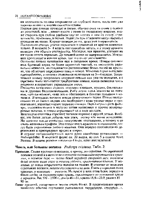 Основная линька начинается еще в гнездовое время. Птицы сменяют весь брачный наряд на более скромный зимний, их внешность радикально меняется, но сохраняется расположение белых полей иа крыльях, что облегчает определение птиц в полете. Маховые перья выпадают одновременно, и поганки становятся нелетными на 3—4 недели. Заканчивают линьку покровного оперения осенью или уже на зимовках, а с середины зимы начинается предбрачная линька, когда сменяется часть оперения и вырастают украшающие перья.