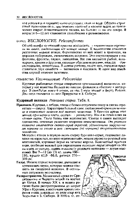 Признаки. Крупная, с лебедя, птица с белым оперением снизу и слегка сероватым — сверху. Характерен большой клюв, снабженный крючком на конце и кожистым мешком под нижней челюстью. В брачное время этот мешок оранжевого цвета, осенью — розоватого. Ноги и голая кожа на «лице» серые. Глаза белые или желтоватые. Самцы и самки выглядят одинаково, сезонные различия оперения незначительны. От розового пеликана отличается светло-серой окраской, удлиненными закрученными перьями на голове и шее, светлыми (не черными) второстепенными маховыми.