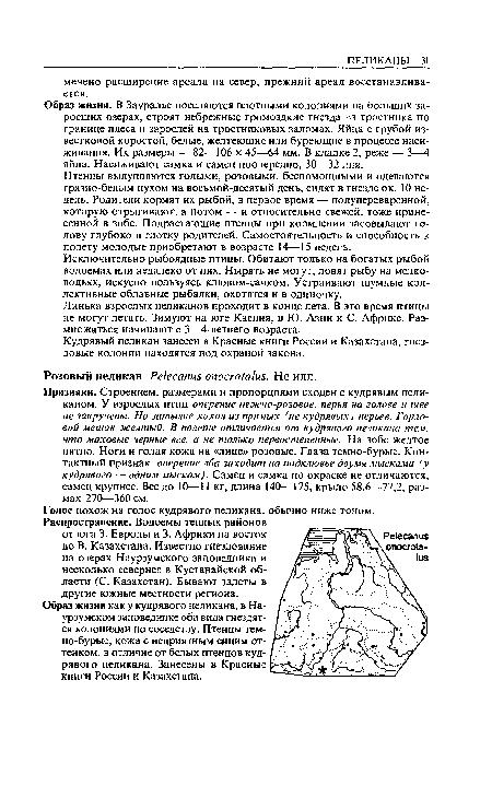 Линька взрослых пеликанов проходит в конце лета. В это время птицы не могут летать. Зимуют на юге Каспия, в Ю. Азии и С. Африке. Размножаться начинают с 3—4-летнего возраста.