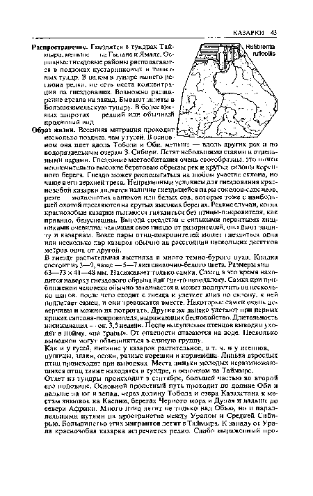 Как и утусей, питание у казарок растительное, в т. ч. и у птенцов,— пушицы, злаки, осоки, разные корешки и корневища. Линька взрослых птиц происходит при выводках. Места линьки молодых неразмножаю-щихся птиц также находятся в тундре, в основном на Таймыре.