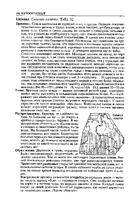 Признаки. Самая маленькая из куриных птиц, с дрозда. Окраска покровительственных рыжих и бурых тонов, в виде пестрин, разбросанных по всему телу. Самец и самка сходны по окраске и размерам, отличия в том, что у самца по подбородку и горлу идет темная продольная полоска, есть четкий черно-белый полуошейник. У самки низ головы однотонно охристо- или буровато-белый, без полосы, нет ошейника, на груди округлые темные пятна. От коростеля и погоныша перепел отличается более коренастой фигурой, коротким коническим клювом, более короткими и короткопалыми ногами. У летящего перепела ног не видно. Сезонных изменений окраски нет. Молодые похожи на самку, но верх более монотонный, с не столь контрастным рисунком, есть пятнистый рисунок на боках тела; маховые перья более темные, чем у взрослых, менее выражена полосатость на наружном опахале, меньше охристых пятен. Определение пола возможно с двухнедельного возраста, когда у самок появляются на груди охристые перья с темными пятнами, а у самцов — рыжие, без четких пятен. Годовалых птиц можно отличать от более старых при близком осмотре: у них 2—4 (обычно — 3) наружных маховых пера остаются от прошлогоднего наряда и потому более обношены, чем остальные, сменившиеся зимой (у взрослых зимой сменяются все маховые). Вес 70—155 г, длина 16—18, крыло 10,6—11,8, размах 32—35 см.