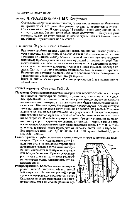 Очень многообразная по внешности, строению, размерам и образу жизни группа птиц, которые объединены по ряду анатомических признаков в единый отряд. В него входит 13 семейств ныне живущих птиц, из которых для нас большинство абсолютно экзотичны — живут в других странах, на других континентах. В нашей стране, как и в нашем регионе, обитают представители 3 семейств.