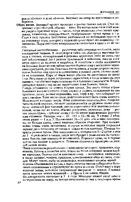 Гнездовые местообитания — различные заболоченные местности, мало посещаемые людьми. В лесотундре и тайге это обширные верховые болота с топями, кочкарниками и редкими деревьями либо не очень густой заболоченный лес с редким тростником и вейником, иногда гнездятся просто на полянах и вырубках. В лесостепи и степи поселяются на больших болотах или заболоченных берегах озер с негустыми зарослями тростника, рогоза, болотных кустарников, а также открыто на осоковых болотах или просто в понижениях в ровной степи, охотно селятся на сплавинах. Пара от пары живут обычно на расстоянии не менее 1 км. Регулярно на зорях устраивают переклички, и тогда можно на слух выявить, где обитают пары и сколько их в пределах слышимости. В пред-гиездовое время у пар на их территориях тоже бывают танцы.