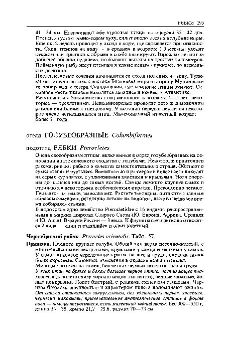 Очень своеобразные птицы, включенные в отряд голубеобразных на основании анатомического сходства с голубями. Некоторые орнитологи рассматривают рябков в качестве самостоятельного отряда. Обитают в сухих степях и пустынях. Внешностью и размерами более всего походят на серых куропаток, с удлиненными хвостами и крыльями. Ноги оперены до пальцев или до самых когтей. Самцы немного крупнее самок и отличаются некоторыми особенностями окраски. Превосходно летают. Гнездятся на земле, выводковые. Растительноядны, питаются главным образом семенами, регулярно летают на водопои, даже в гнездовое время собираясь стаями.