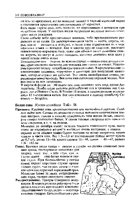 Большинство сов — редкие, во всяком случае — немногочисленные птицы, практического значения для человека они почти не имеют. Некоторые приносят пользу, истребляя грызунов на полях. В природе все они — классические хищники, «тренеры» и санитары для популяций животных, которые служат им добычей. Это очень своеобразные птицы, украшающие нашу природу. Все совы находятся под охраной закона. Всякая охота на них запрещена.