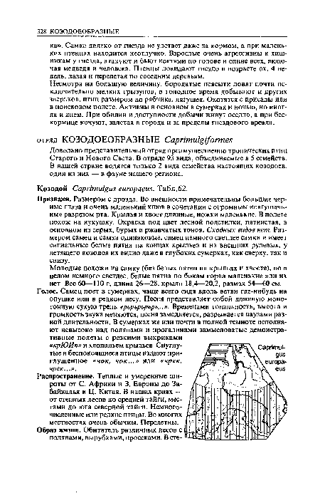 Признаки. Размером с дрозда. Во внешности примечательны большие черные глаза и очень маленький клюв в сочетании с огромным «лягушачьим» разрезом рта. Крылья и хвост длинные, ножки маленькие. В полете похож на кукушку. Окраска под цвет лесной подстилки, пятнистая, в основном из серых, бурых и ржавчатых тонов. Сходных видов нет. Размером самец и самка одинаковые, самец немного светлее самки и имеет сигнальные белые пятна на концах крыльев и на внешних рулевых, у летящего козодоя их видно даже в глубоких сумерках, как сверху, так и снизу.