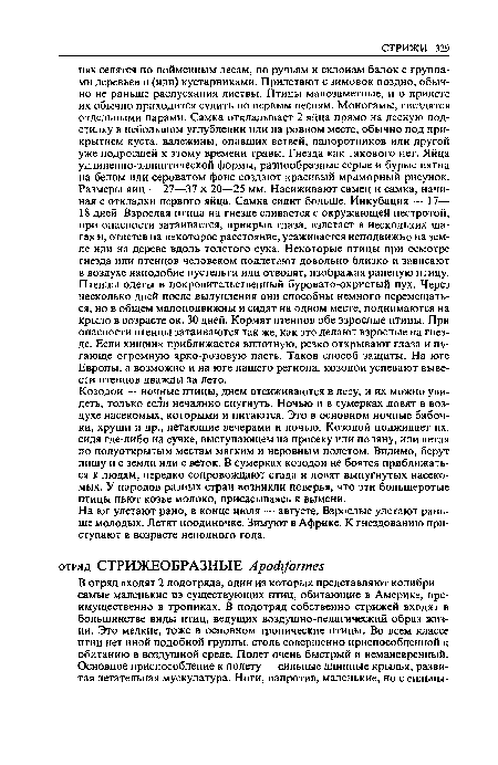 Козодои — ночные птицы, днем отсиживаются в лесу, и их можно увидеть, только если нечаянно спугнуть. Ночью и в сумерках ловят в воздухе насекомых, которыми и питаются. Это в основном ночные бабочки, хрущи и др., летающие вечерами и ночью. Козодой поджидает их, сидя где-либо на сучке, выступающем на просеку или поляну, или летая по полуоткрытым местам мягким и неровным полетом. Видимо, берут пищу и с земли или с веток. В сумерках козодои не боятся приближаться к людям, нередко сопровождают стада и ловят выпугнутых насекомых. У народов разных стран возникли поверья, что эти большеротые птицы пьют козье молоко, присасываясь к вымени.