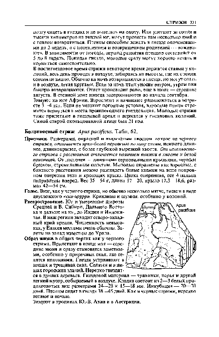 Признаки. Размерами, окраской н выемчатым хвостом похож на черного стрижа, отличается ярко-белой перевязью по низу спины, немного длиннее, длиннокрылее, с более глубокой вырезкой хвоста. От иглохвостого стрижа с расстояния отличается наличием выемки в хвосте и белой поясницей. От ласточек — длинными серповидными крыльями, черным брюхом, стремительным полетом. Молодые окрашены как взрослые, с близкого расстояния можно разглядеть белые каемки на всем покровном оперении тела и кроющих крыла. Цевка оперенная, все 4 пальца направлены вперед. Вес 35—54 г, длина 17—20, крыло 17,3—18,6, размах 42—54 см.