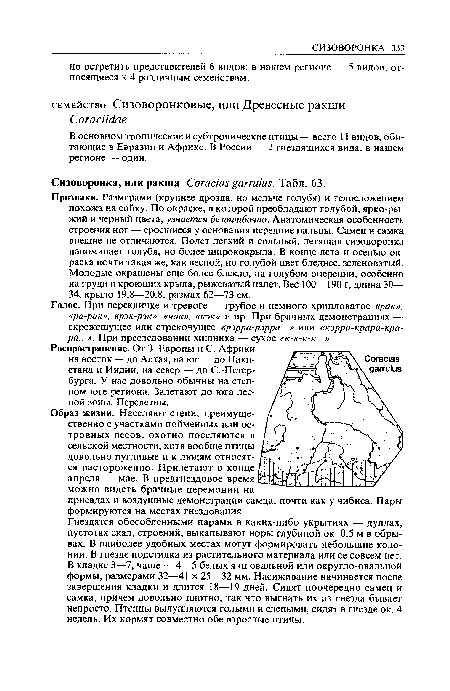 Признаки. Размерами (крупнее дрозда, но мельче голубя) и телосложением похожа на сойку. По окраске, в которой преобладают голубой, ярко-ры-жий и черный цвета, узнается безошибочно. Анатомическая особенность строения ног — сросшиеся у основания передние пальцы. Самец и самка внешне не отличаются. Полет легкий и сильный, летящая сизоворонка напоминает голубя, но более ширококрыла. В конце лета и осенью окраска почти такая же, как весной, но голубой цвет бледнее, зеленоватый. Молодые окрашены еще более блекло, на голубом оперении, особенно на груди и кроющих крыла, рыжеватый налет. Вес 100—190 г, длина 30— 34, крыло 19,8—20,8, размах 62—73 см.