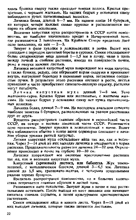 Личинки повреждают все овощные крестоцветные растения так же, как и весенняя капустная муха.