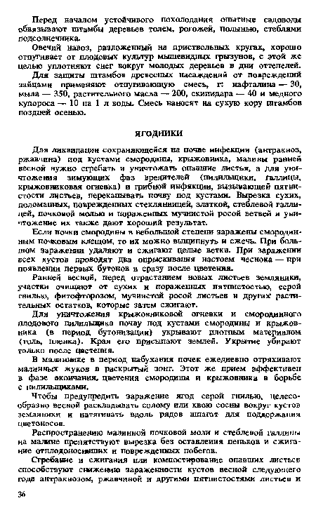 Если почки смородины в небольшой степени заражены смородинным почковым клещом, то их можно выщипнуть и сжечь. При большом заражении удаляют и сжигают целые ветки. При заражении всех кустов проводят два опрыскивания настоем чеснока — при появлении первых бутонов и сразу после цветения.