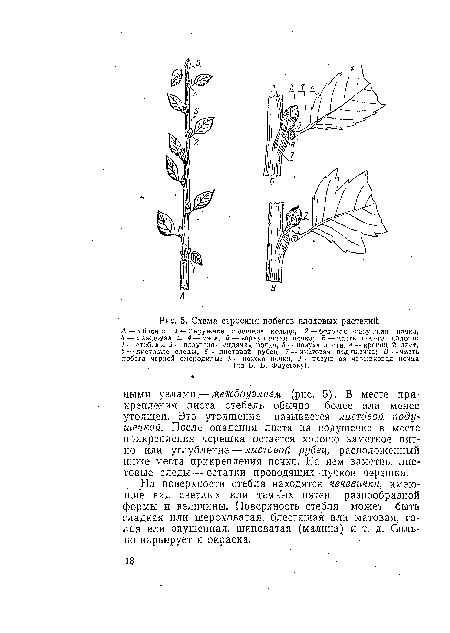 А — яблони: / — наружное годичное кольцо, 2 — боковая -пазушная почка, 3 — междоузлие, 4 — узел, 5 — верхушечная почка; Б — часть побега яблони: / — стебель, 2 —пазушная сидячая почка, 3 — пазуха лпаа, 4—кроющий лист, 5 ■— листовые следы, 6 — листовой рубец, 7"—листовая подушечка; В — масть побега черной смородины: / — ножка почки, 2 — пазушная черешковая ночка (по В. В. Фаусгову).