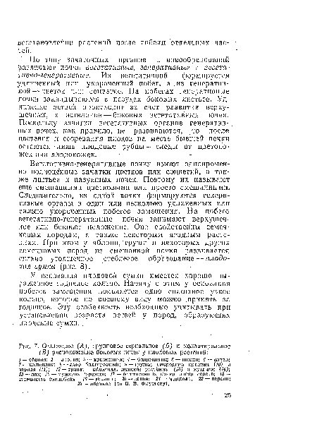 Одиночное (А), групповое сериальное (Б) и коллатеральное (В) расположение боковых почек у плодовых растений