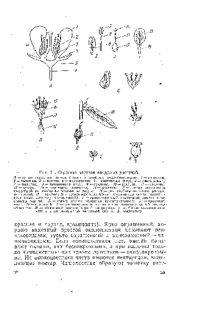 Строение цветков плодовых растений.