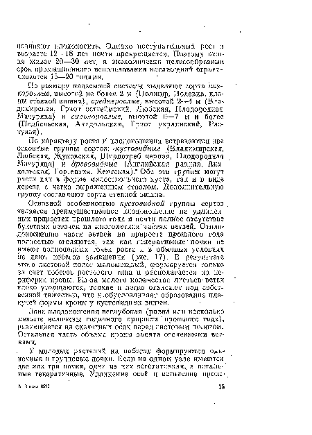 Зона плодоношения неглубокая (равна или несколько меньше величины годичного прироста прошлого года), размещается на скелетных осях перед листовым пологом. Остальная часть объема кроны занята оголенными ветвями.