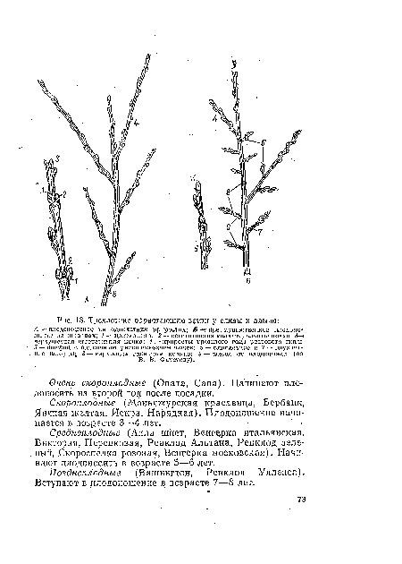 Очень скороплодные (Опата, Сапа). Начинают плодоносить на второй год после посадки.