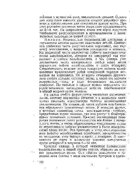 Малина. Многолетний скороплодный кустарник с ■ двухлетним циклом развития надземных ветвей. Подземная стеблевая часть (вертикальное корневище, или кау-декс) многолетняя, с возрастом утолщается и. ветвится. На подземной части однолетних побегов закладываются почки возобновления, которые на следующий год прорастают в побеги возобновления, а вся (теперь уже двухлетняя) часть материнского стебля выше места отрастания побега возобновления к осени отмирает. Следовательно, каждая новая генерация побегов возобновления представляет собой следующий порядок ветвления на корневище. От каждого отмершего-двухлетнего стебля сначала остается пенек, а после его полного разрушения —след в виде незаросшего кольцевого отверстия. П-0 пенькам и следам можно определить порядок ветвления последующих побегов возобновления и общий возраст куста малины.