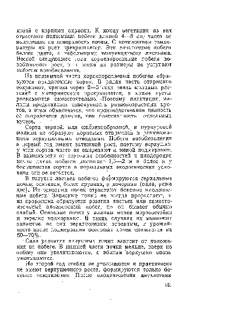 На подземной части корнепорослевых побегов образуются придаточные корни. В рядах часть отпрысков сохраняют, причем через 2—3 года связь молодых растений с материнскими прекращается, а новые кусты развиваются самостоятельно. Поэтому плантация, малины представляет совокупность разновозрастных кустов, и этим объясняется, что производственная ценность ее сохраняется дольше, чем долговечность отдельных кустов.