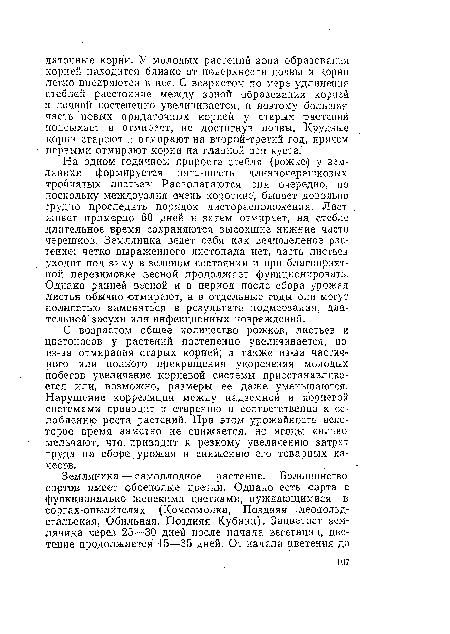 С возрастом общее количество рожков, листьев и цветоносов у растений постепенно .увеличивается, но из-за отмирания старых корней, а также из-за частичного или полного прекращения укоренения молодых побегов увеличение корневой системы приостанавливается . или, возможно, размеры ее даже уменьшаются. Нарушение корреляции между надземной и корневой системами приводит к старению и соответственно к ослаблению роста растений. При этом урожайность некоторое время заметно не снижается, но ягоды сильно мельчают, что. приводит к резкому увеличению затрат труда на сборе, урожая и снижению его товарных качеств.