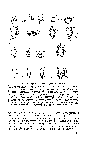 Строение семян плодовых растений.