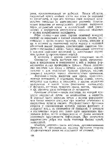 Ядро семени — все семя (кроме семенной кожуры) состоит из зародыша и пленки эндосперма. Семена косточковых и орехоплодных культур, маллиы, ежевики и др. в отличие от семечковых пород наряду с семенной оболочкой имеют твердые, окостеневшие семенные покровы—эндокарпий плода. Часто эндокаргаий совместно с семенем называют косточкой (у косточковых пород) или орехом (у орехоплодных пород).